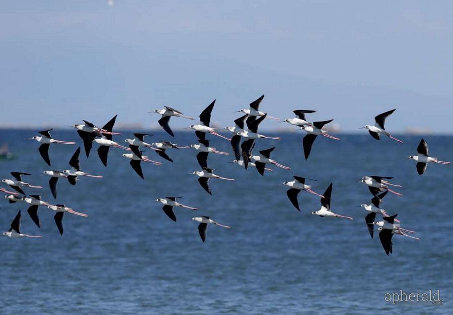 Animals Hd Wallpapers