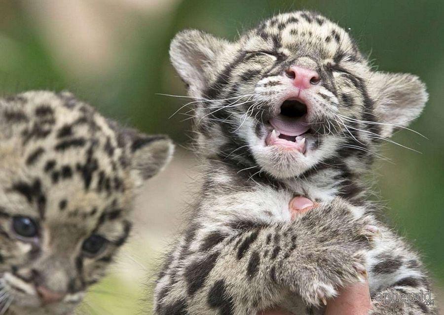 Animals Hd Wallpapers