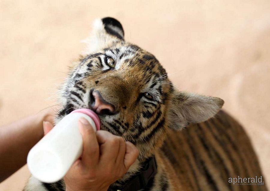 Animals Hd Wallpapers