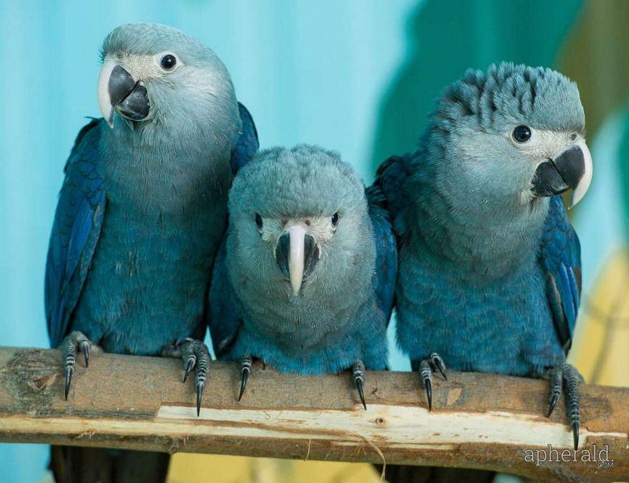 Animals Hd Wallpapers