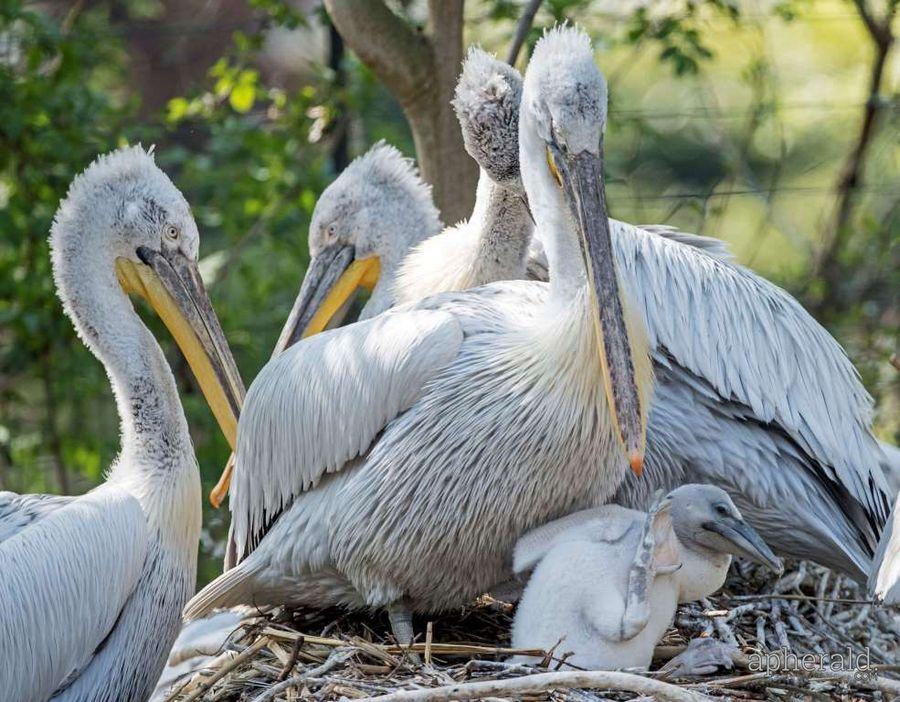 Animals Hd Wallpapers