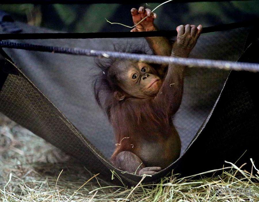 Animals Hd Wallpapers