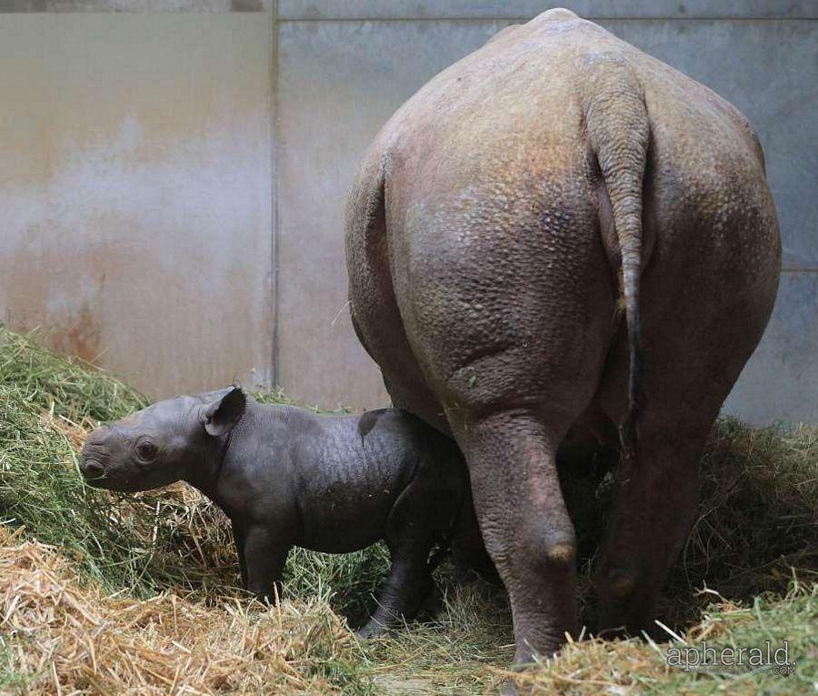 Animals Hd Wallpapers