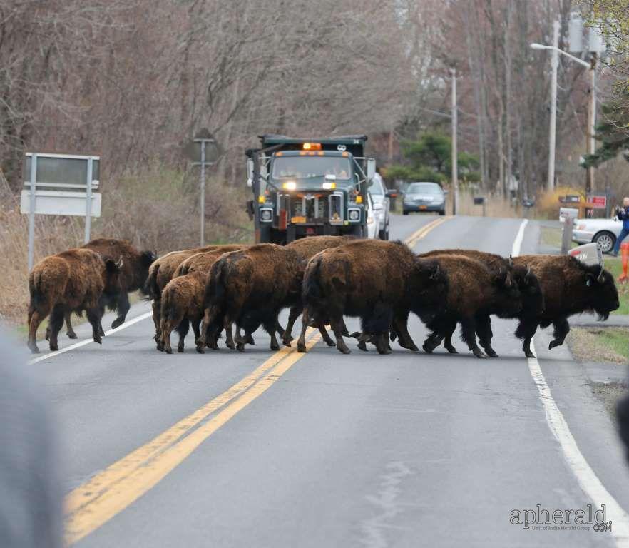 Animals Hd Wallpapers