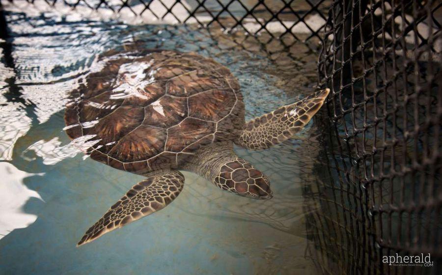 Animals Hd Wallpapers