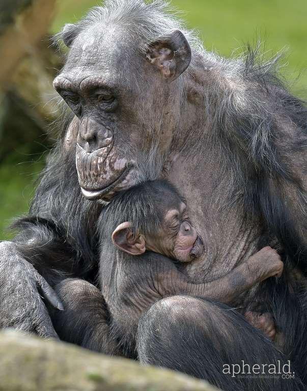 Animals Hd Wallpapers