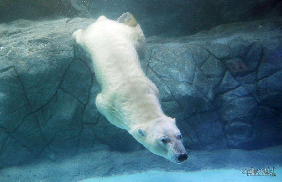 Animals Hd Wallpapers