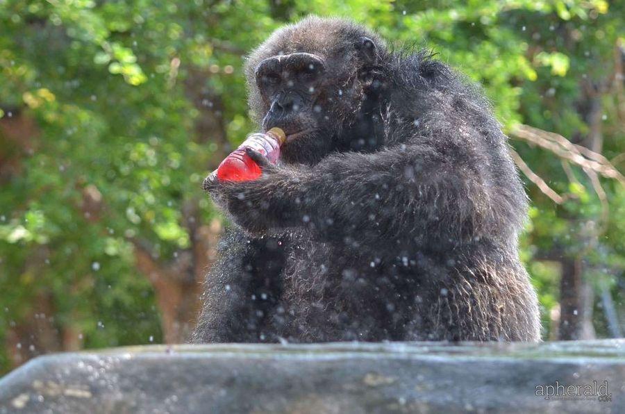 Animals Hd Wallpapers