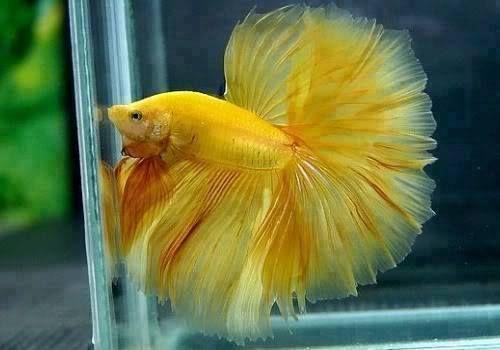 Beautiful Of Aquarium Fish