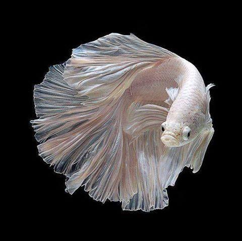 Beautiful Of Aquarium Fish