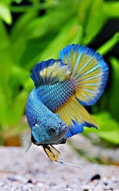 Beautiful Of Aquarium Fish