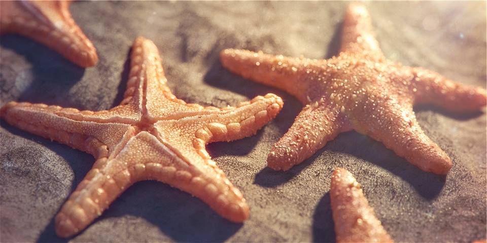 Beautiful Sea Stars Photos