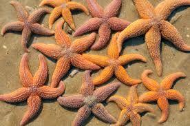 Beautiful Sea Stars Photos