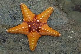 Beautiful Sea Stars Photos