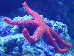 Beautiful Sea Stars Photos