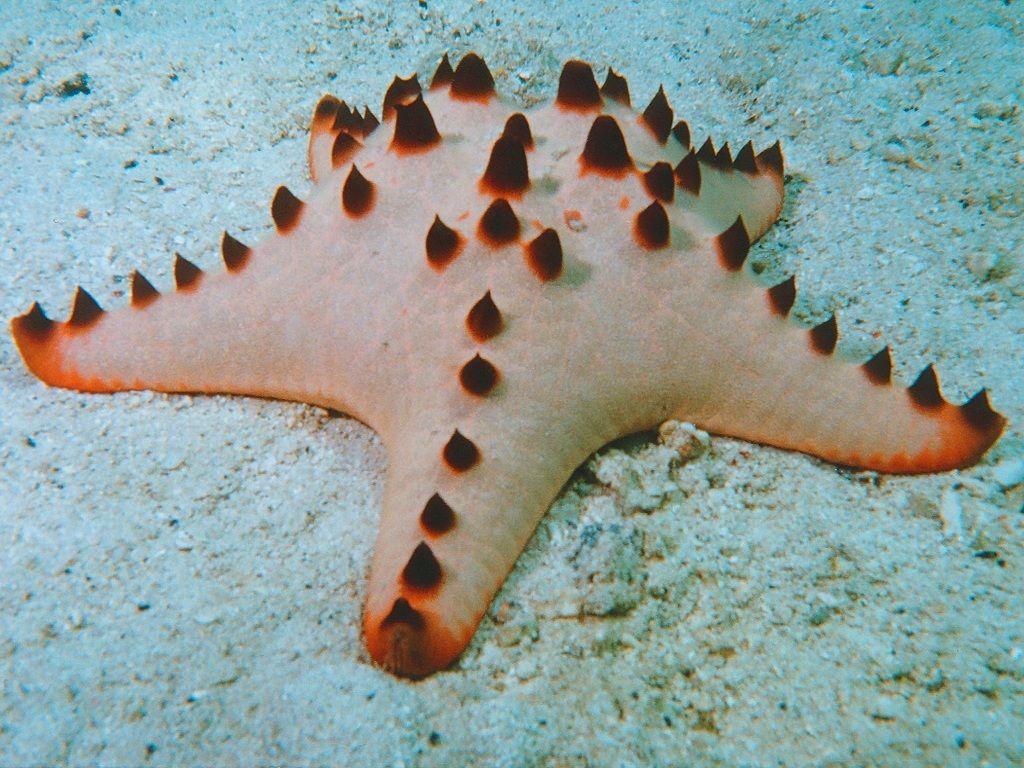 Beautiful Sea Stars Photos