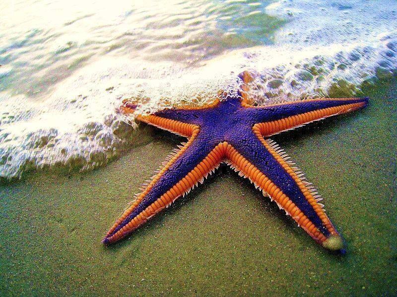 Beautiful Sea Stars Photos