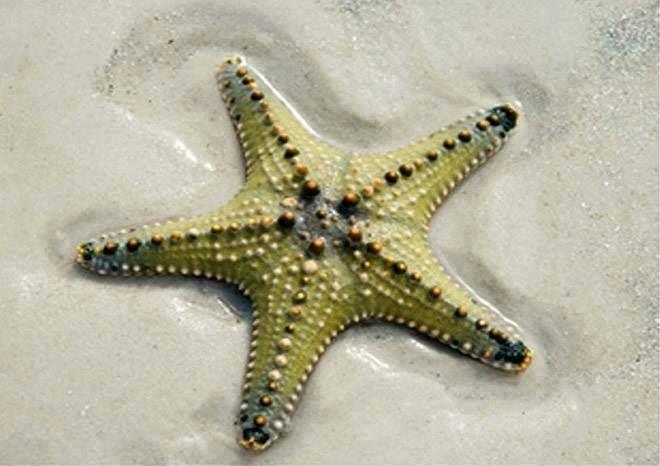 Beautiful Sea Stars Photos