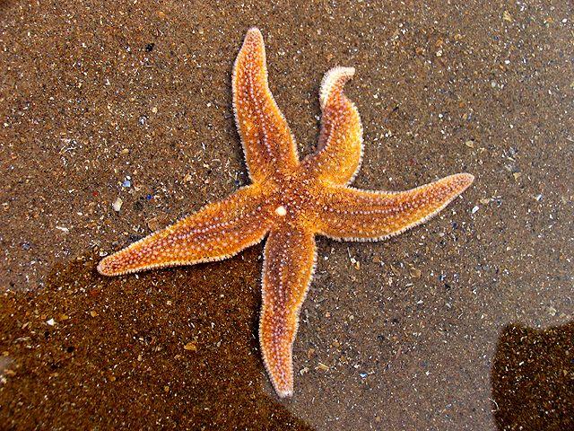 Beautiful Sea Stars Photos