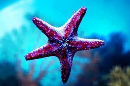 Beautiful Sea Stars Photos