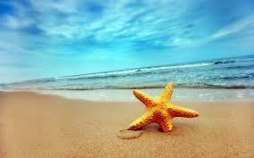 Beautiful Sea Stars Photos