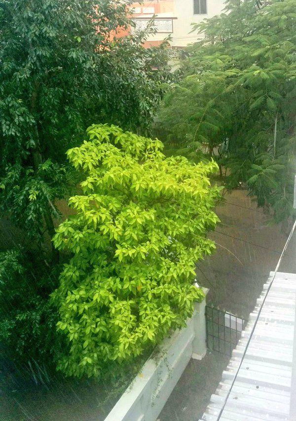 Chennai Rain Effect Photos 2015