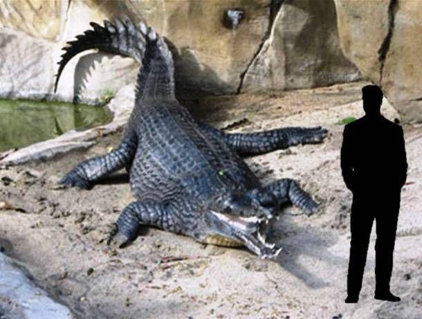 Largest Animals on World
