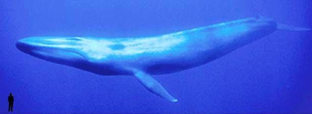Largest Animals on World