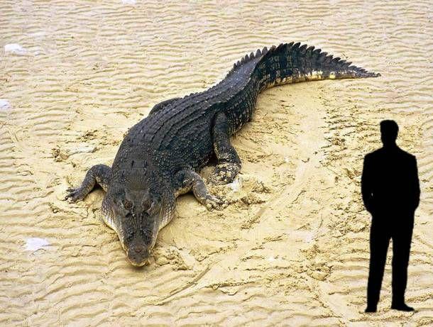 Largest Animals on World