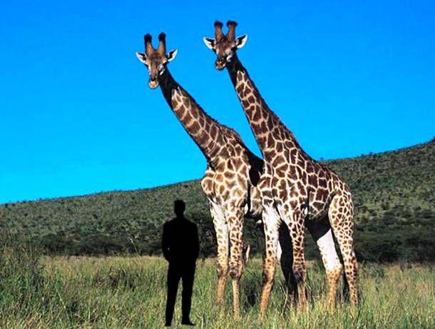Largest Animals on World