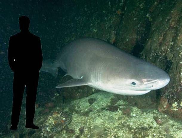 Largest Animals on World