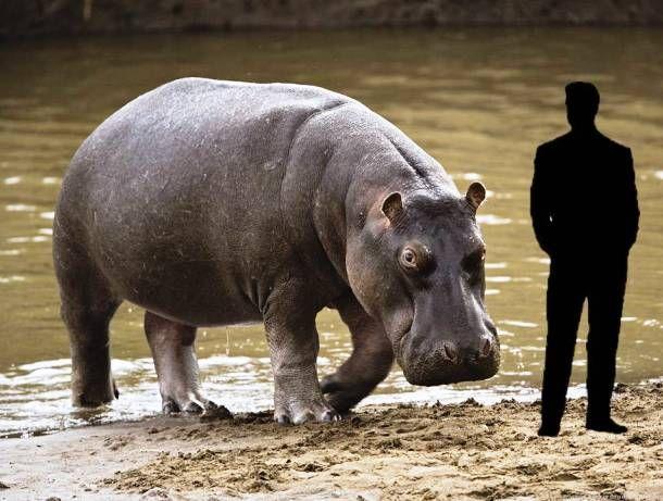 Largest Animals on World