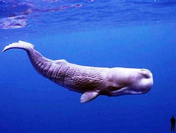 a sample image