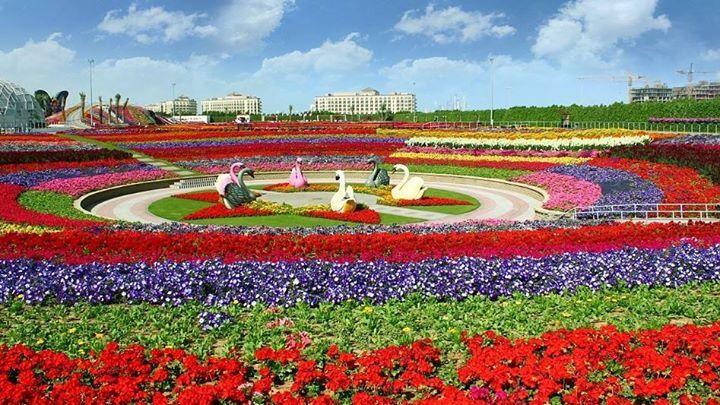 Miracle Flower Garden