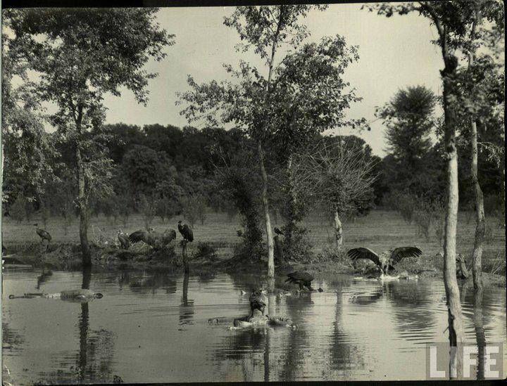 OMG See These Rare Pictures of India-Pakistan During Partition 1947