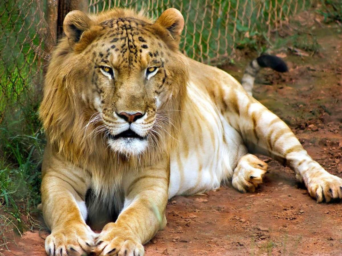 Rare Hybrid Animals Around The World