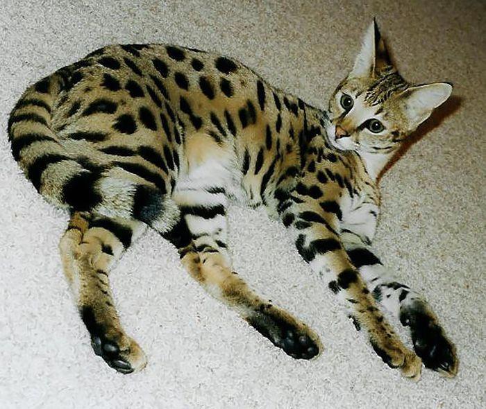 Rare Hybrid Animals Around The World