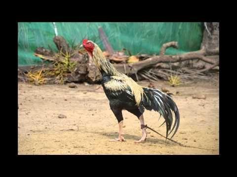 Pandem Kodi: Sankranti Festival Special Cockfight Photos