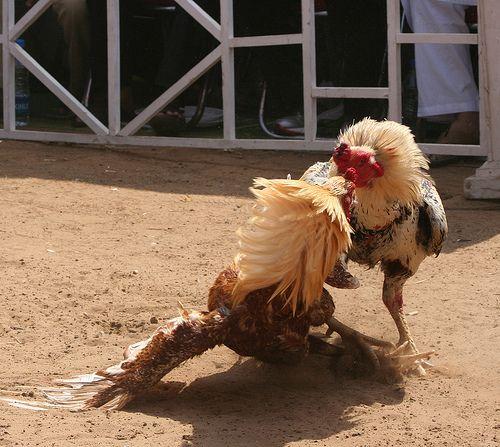 Pandem Kodi: Sankranti Festival Special Cockfight Photos