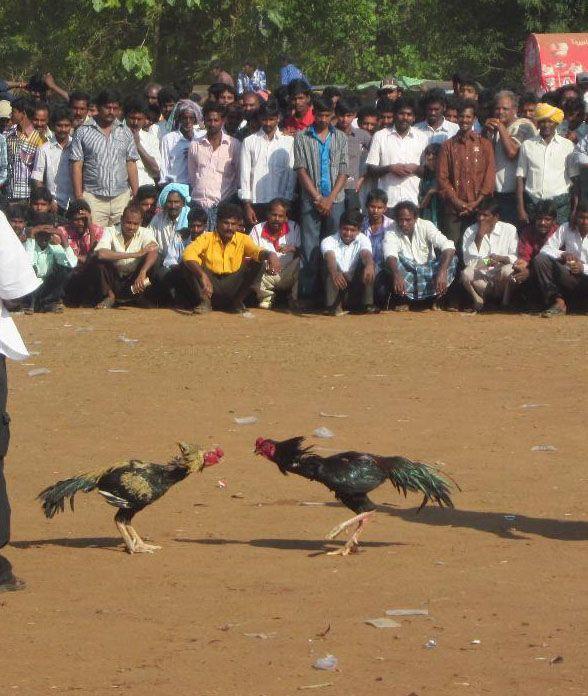 Pandem Kodi: Sankranti Festival Special Cockfight Photos