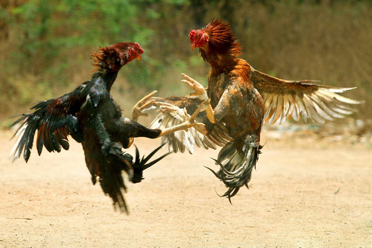 Pandem Kodi: Sankranti Festival Special Cockfight Photos