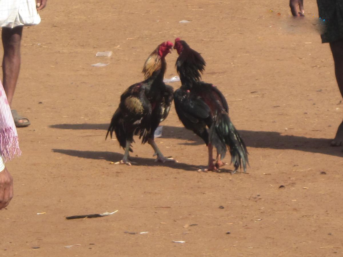 Pandem Kodi: Sankranti Festival Special Cockfight Photos