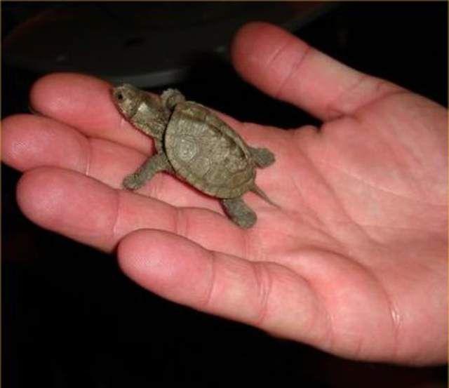 Smallest Animals in the World