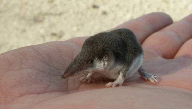 Smallest Animals in the World