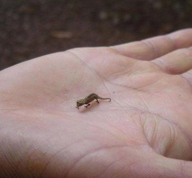 Smallest Things in the World
