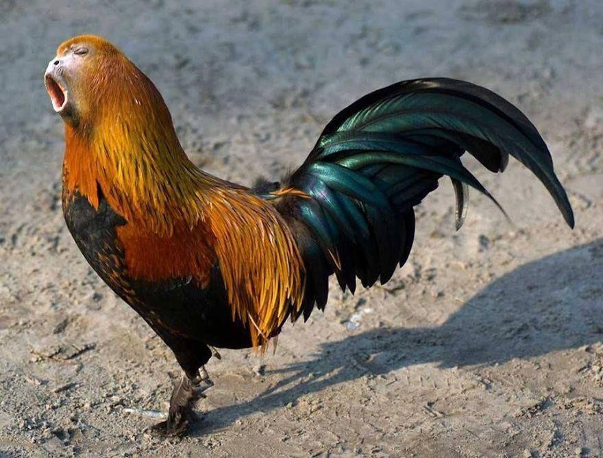 Strange Animal Hybrids Bred Photos