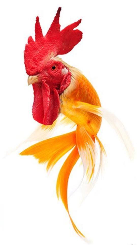 Strange Animal Hybrids Bred Photos