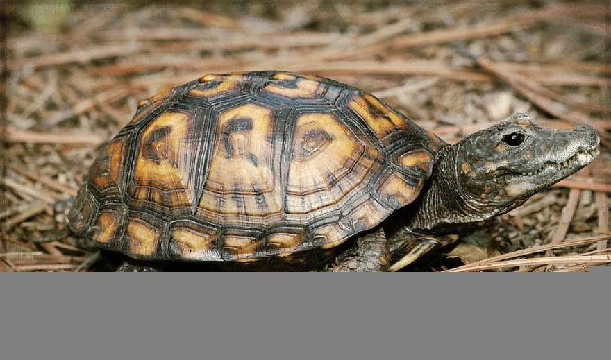 Strange Animal Hybrids Bred Photos