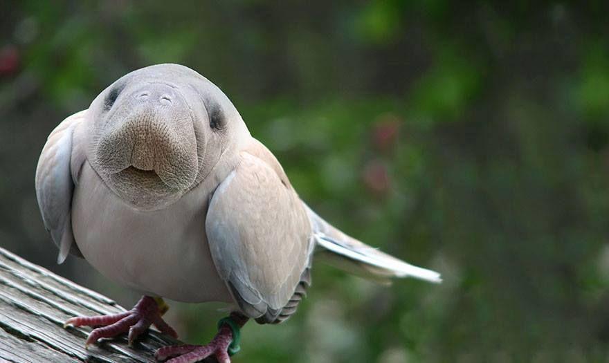 Strange Animal Hybrids Bred Photos
