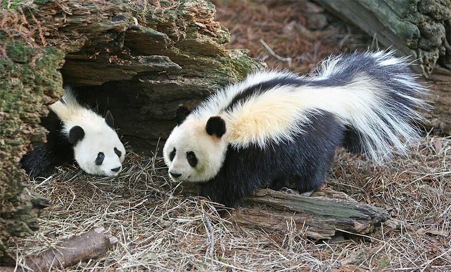 Strange Animal Hybrids Bred Photos